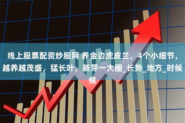 线上股票配资炒股网 养金边虎皮兰，4个小细节，越养越茂盛，猛长叶，新芽一大圈_长势_地方_时候